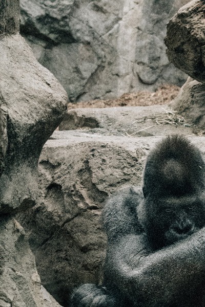 Beasts of Cultivation