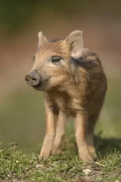 Savage Dominion [Boar Progression Fantasy]
