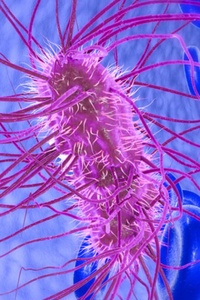 MicroLife